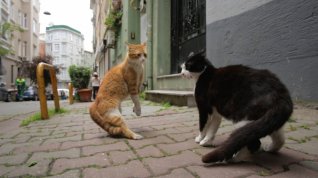 Online film Kedi