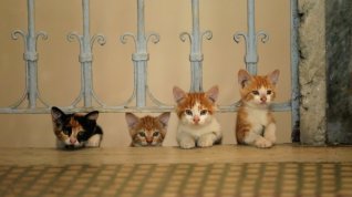 Online film Kedi