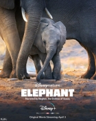 Online film Sloni