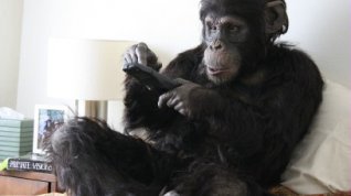 Online film Primate Cinema: Apes as Family