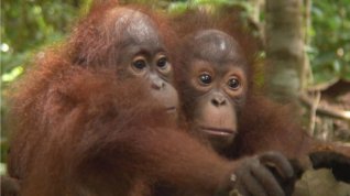 Online film Přestěhovat prales