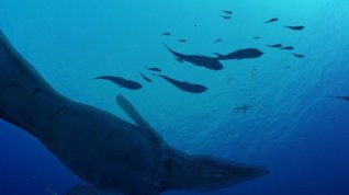 Online film Monstra oceánů 3D: Pravěké dobrodružství