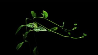 Online film Metamorfóza rostlin