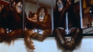 Online film Stát se opicí - Dej opici cukr