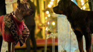 Online film Show Dogs