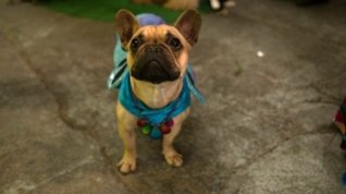 Online film Show Dogs