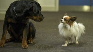 Online film Show Dogs