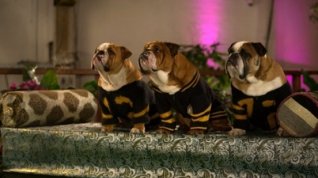 Online film Show Dogs