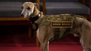 Online film Show Dogs