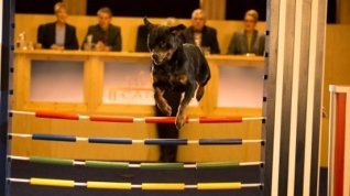 Online film Show Dogs