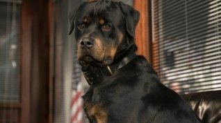 Online film Show Dogs