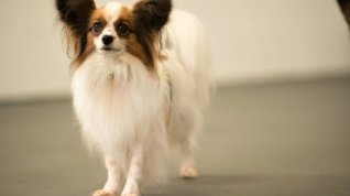 Online film Show Dogs