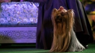 Online film Show Dogs