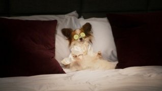 Online film Show Dogs