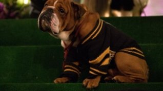 Online film Show Dogs