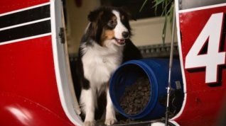 Online film Show Dogs