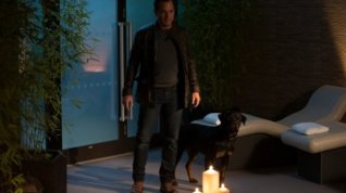 Online film Show Dogs
