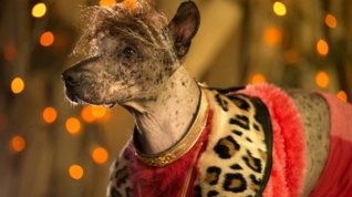 Online film Show Dogs