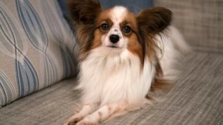 Online film Show Dogs
