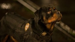 Online film Show Dogs