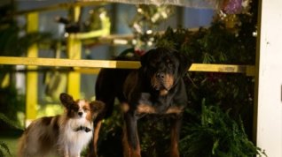 Online film Show Dogs