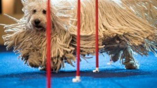 Online film Show Dogs