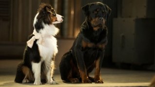 Online film Show Dogs