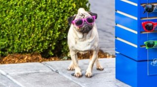 Online film Show Dogs
