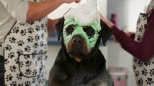 Online film Show Dogs