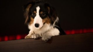 Online film Show Dogs