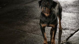 Online film Show Dogs