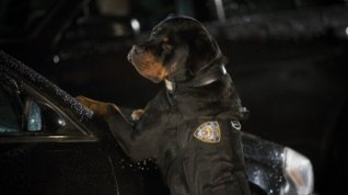 Online film Show Dogs