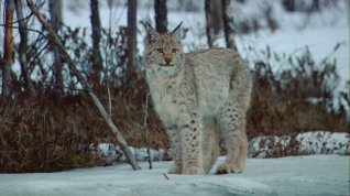 Online film Divoká Skandinávie – Finsko