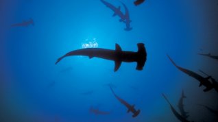 Online film Sharkwater