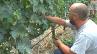 Online film Bratři Beliaové: Mladí zemědělci vyrábějící víno v Řecku