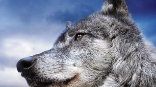 Online film Pláč pro vlka