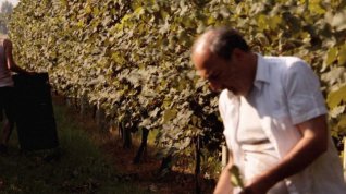 Online film I giorni della vendemmia