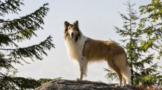 Online film Lassie se vrací