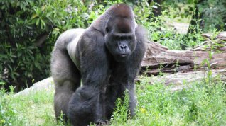 Online film Gorily v mlze