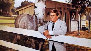 Online film The Horse in the Gray Flannel Suit