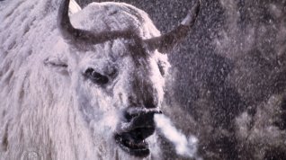 Online film Bílý bizon