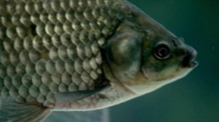 Online film Nové technologie chovu ryb na zasolené půdě