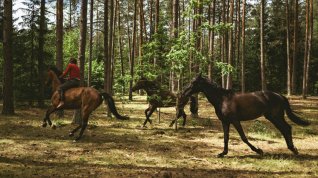 Online film Jít krást koně