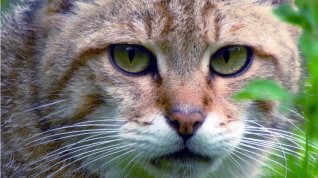 Online film Kočka divoká – Skrytá šelma německých lesů