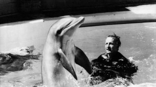 Online film Den delfína