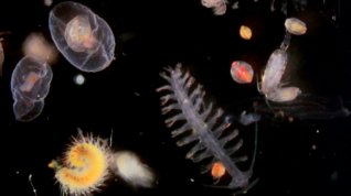 Online film Rybí pohádka: Tajemný život planktonu