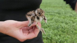 Online film Lze chránit ptáky na polích?