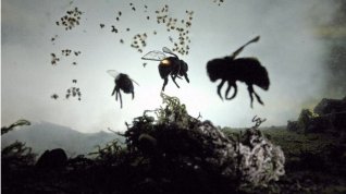 Online film Mizení včel