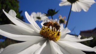 Online film Mizení včel