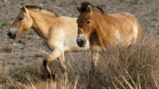 Online film Na křídlech divokých koní